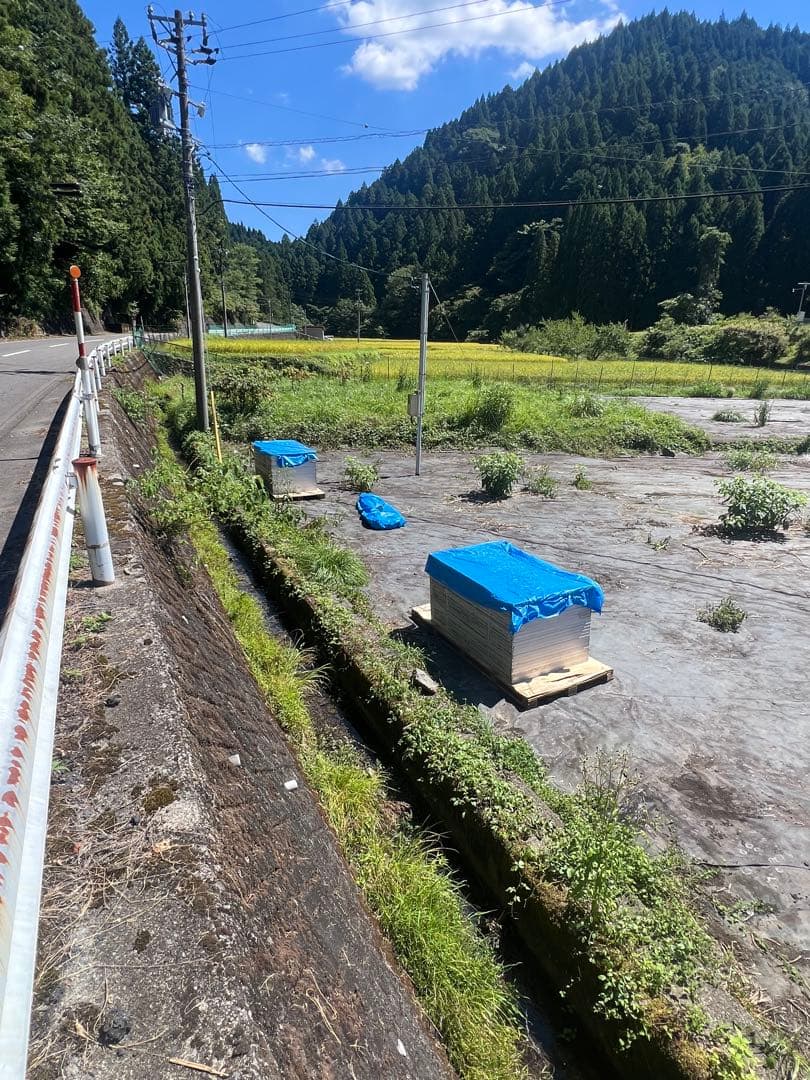 にゃんこきんぐ　10枚