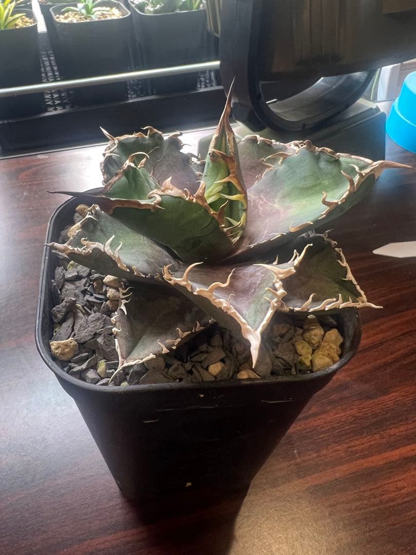 アガベ 金剛（キングコング）