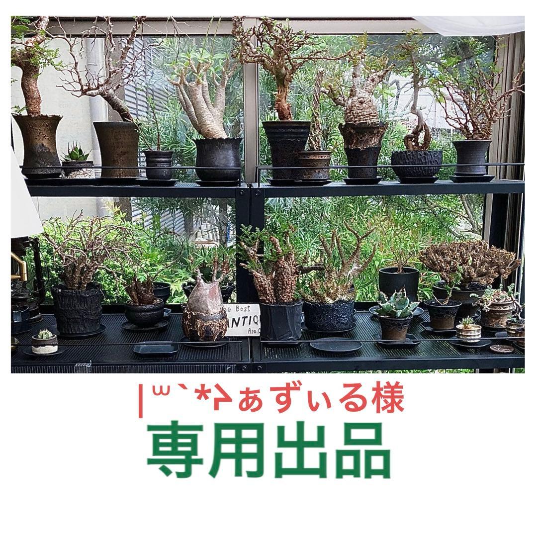 |꒳`*ᔨ﻿ぁずぃる