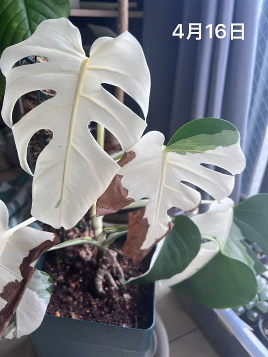 白斑入り 3月7日更新ハーフムーン/フールムーン　モンステラ ボルシギアナ