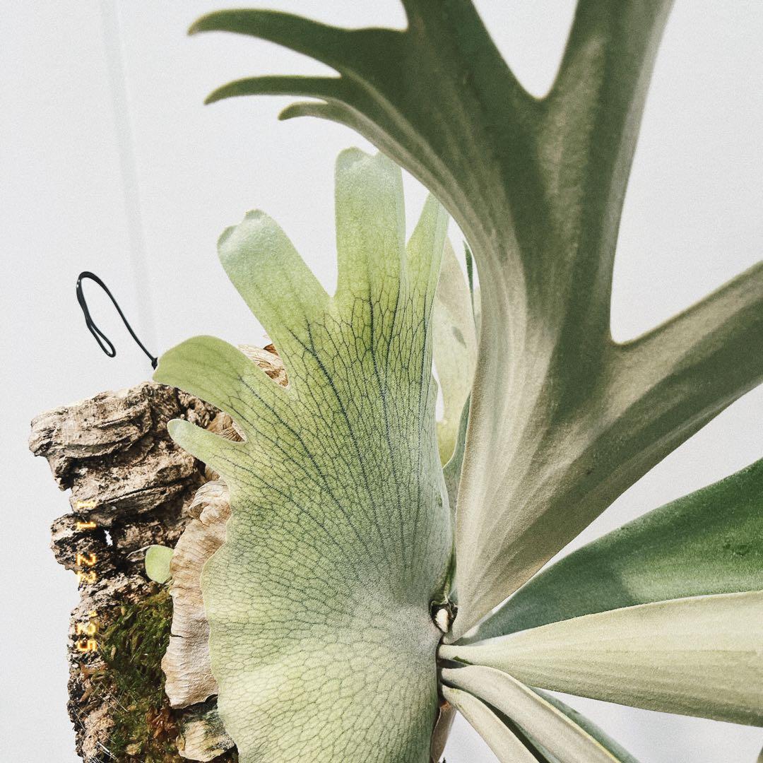 ビカクシダ　コウモリラン　ウイリンキー　オメガ子株