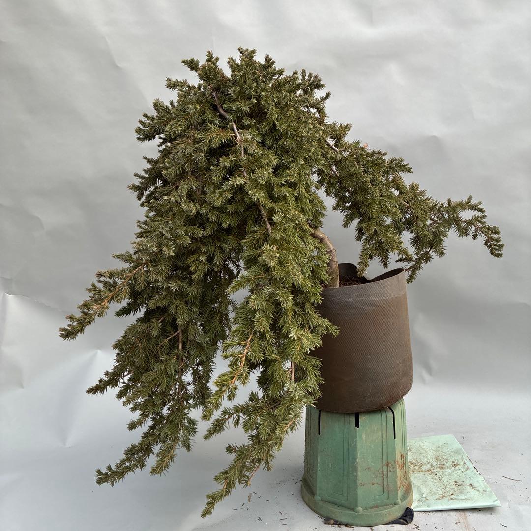 ブルーパシフィック　盆栽風