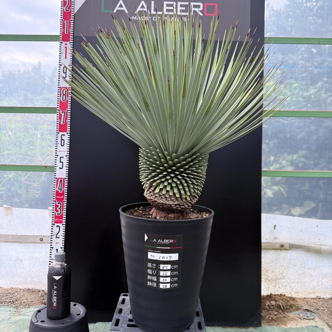 【AL1017】ユッカ　ロストラータ