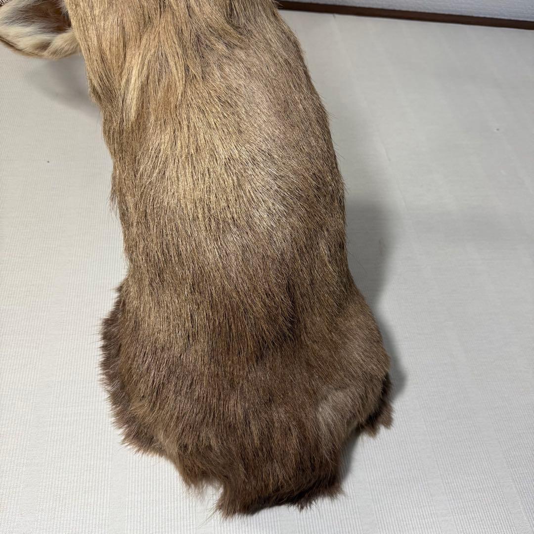 【引取限定】蝦夷鹿 エゾシカ ① 北海道 剥製 壁掛け ハンティングトロフィー