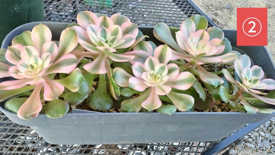 ☆確認☆アエオニウム 水彩画