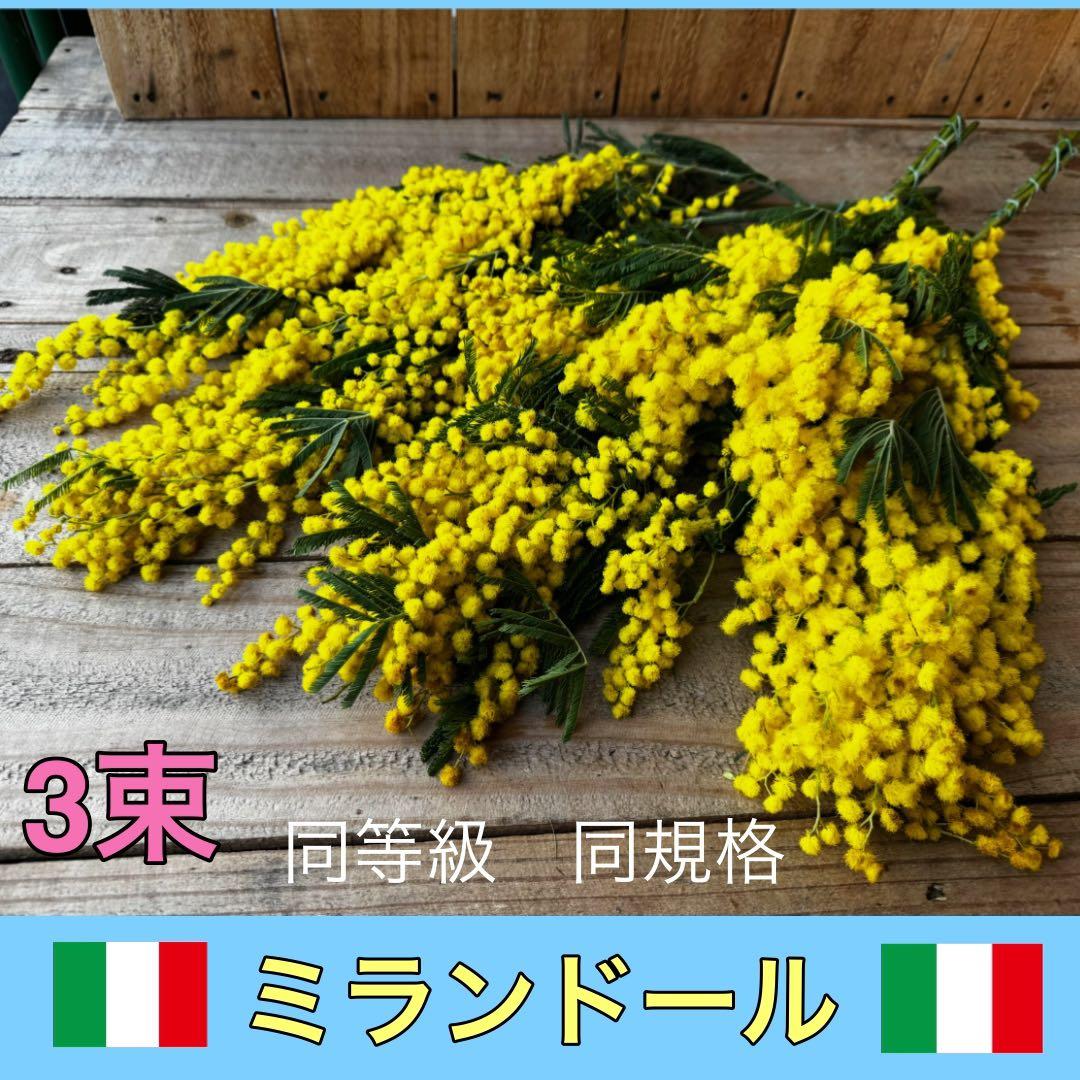 hana YOHAKU様 リクエスト 3点 まとめ商品