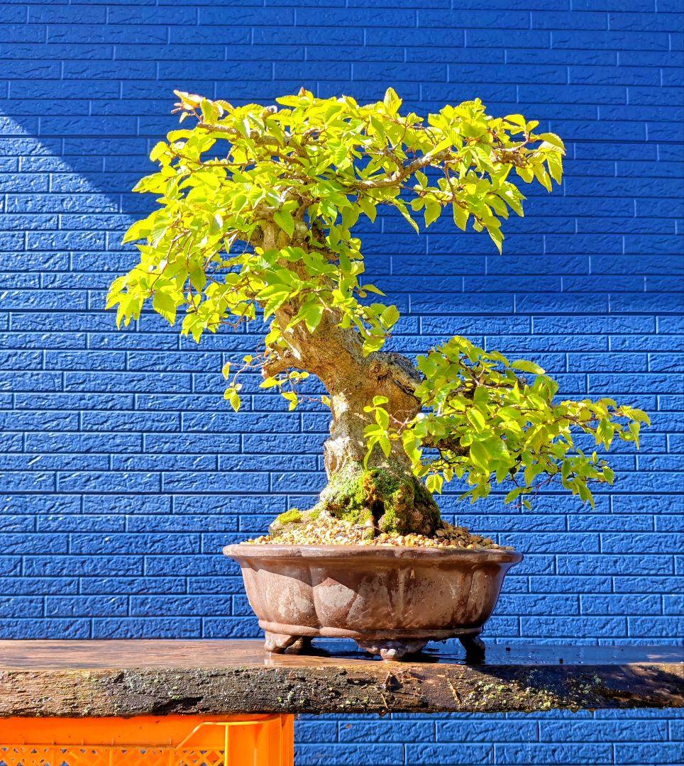 大品 イワシデ盆栽 極太(今週で取り下げセール)