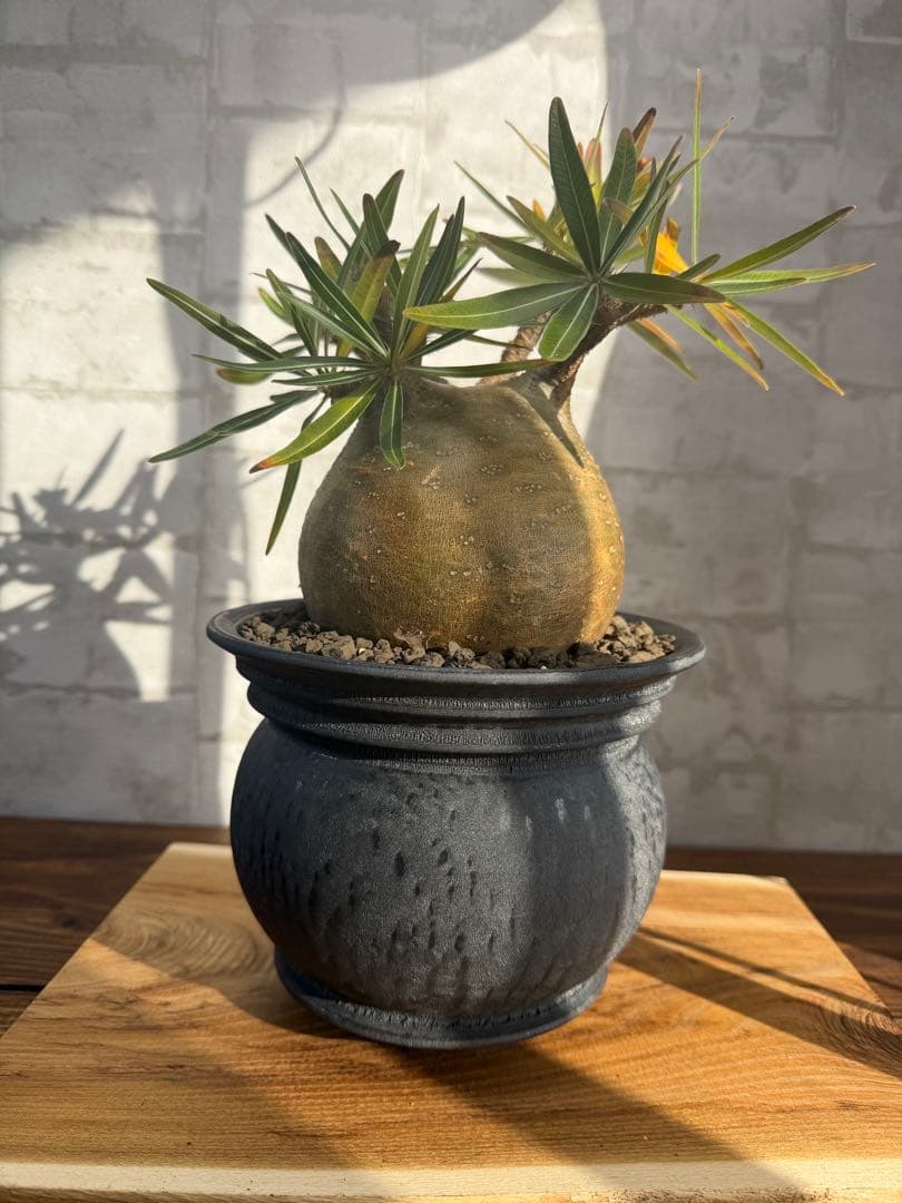 まん丸　パキポディウム　グラキリス　コレクション株　山中勇人