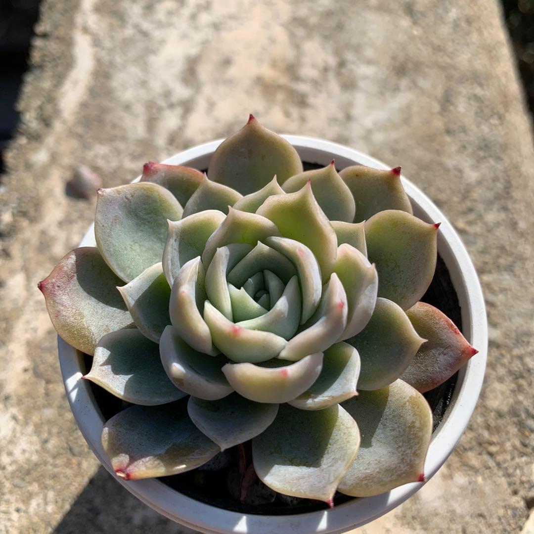多肉植物　希少　サクラサク（Beehouseさん苗）札、鉢付き