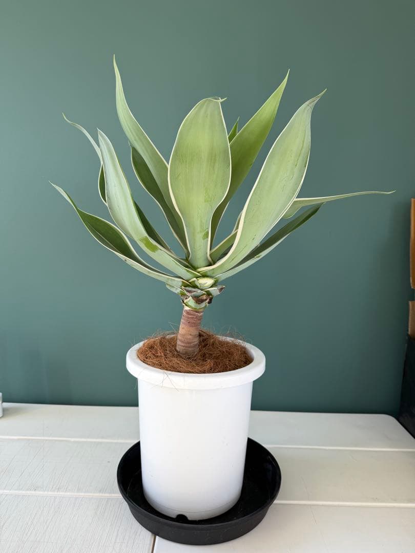 アガベ・アテナータ・レイオブライト / 大株 白覆輪 希少 レア