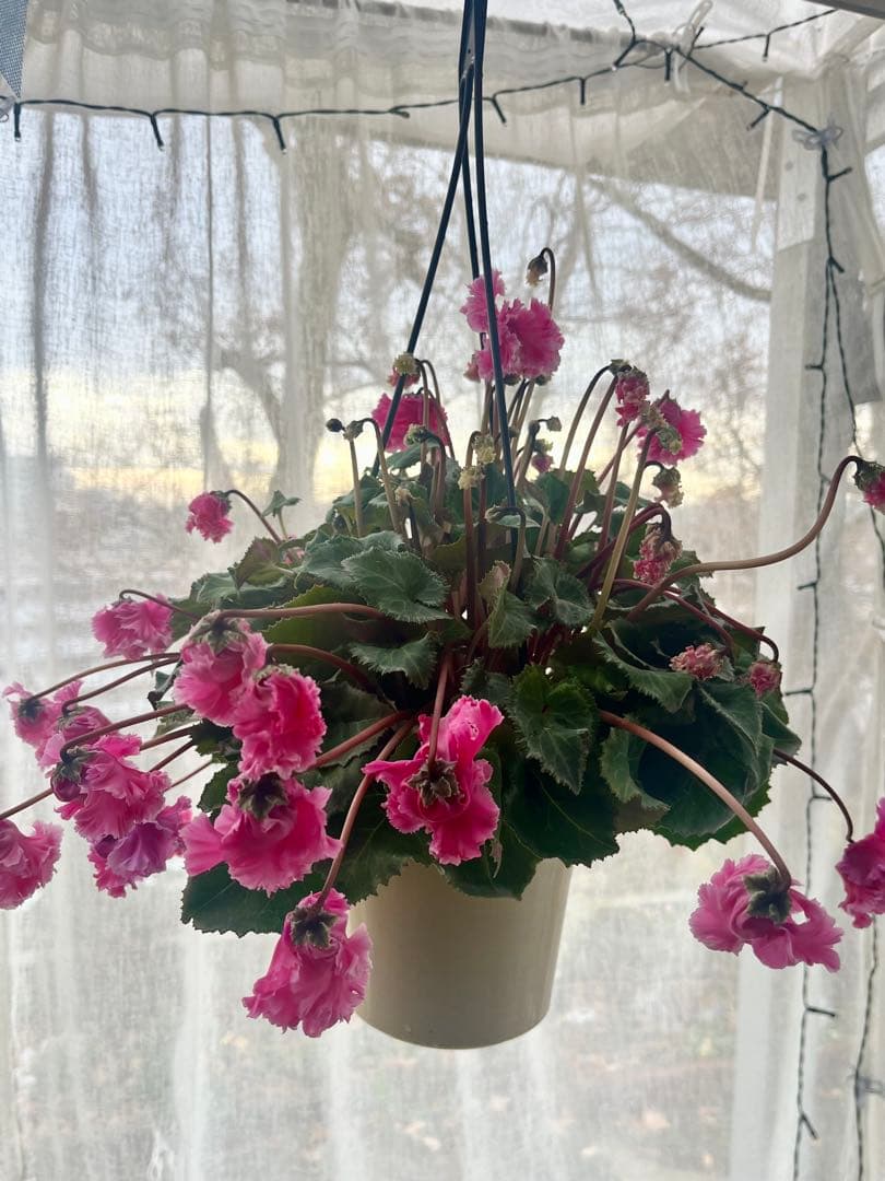 見上げたくなるフローエルのピンクのシクラメン 満開(๑˃̵ᴗ˂̵)