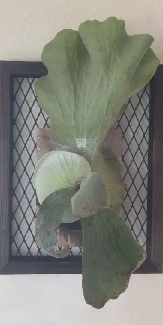 エレファントティス　子株付き