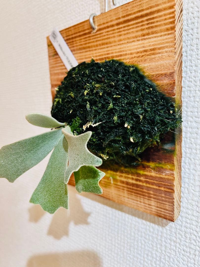 月光爪哇　oc pup コモレビプランツ