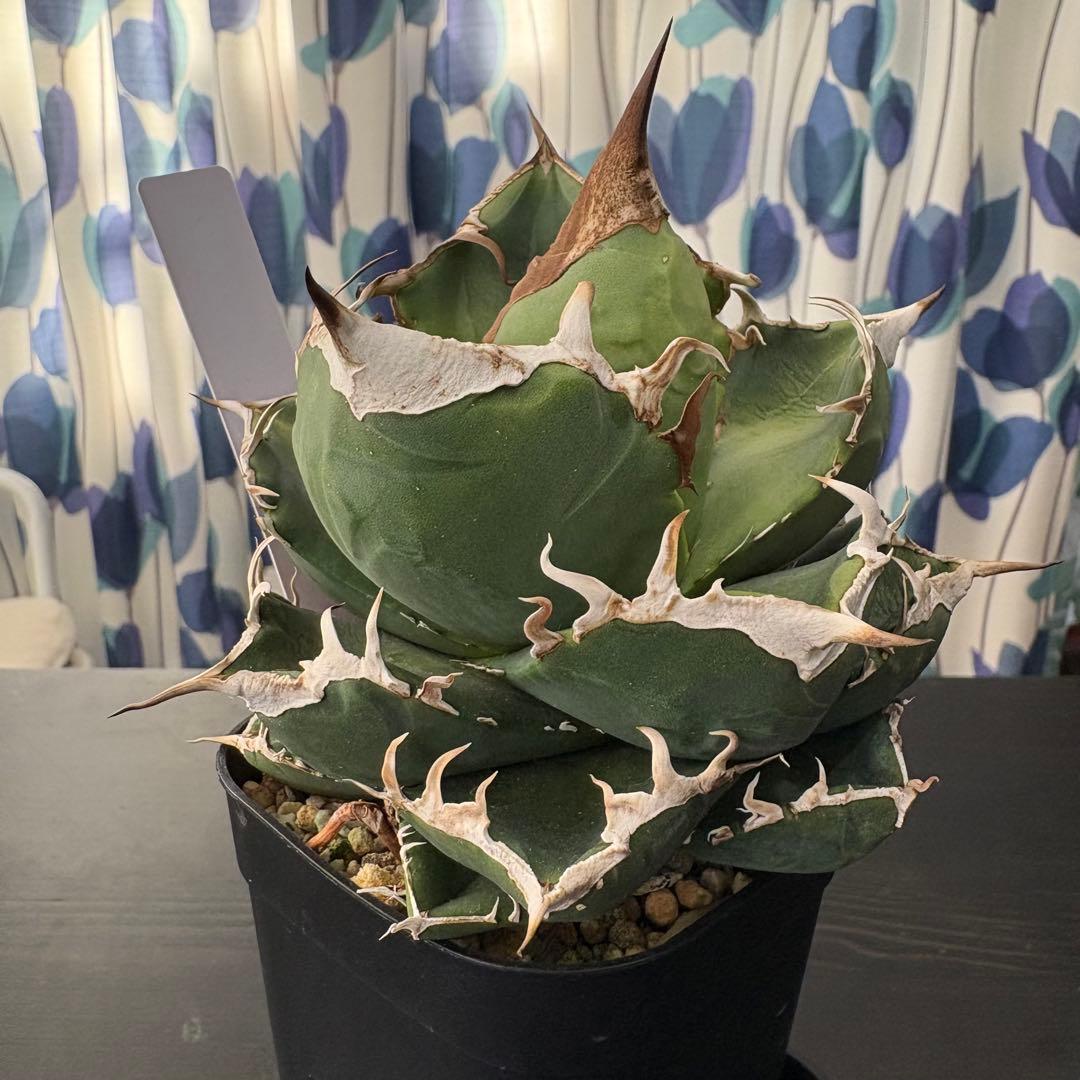 アガベ チタノタ 南アフリカダイヤモンド 鉢ごと