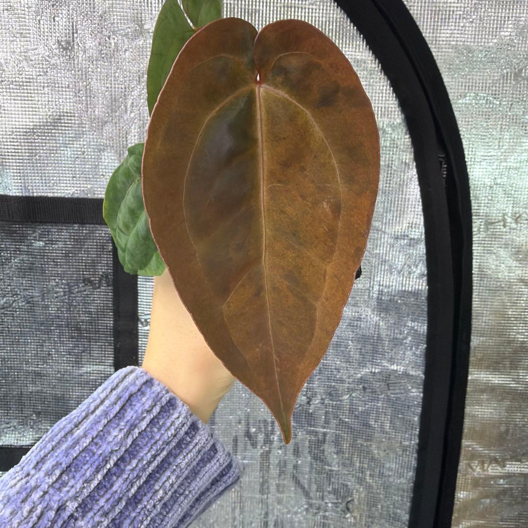 斑入りアンスリウム　札落ち　Anthurium