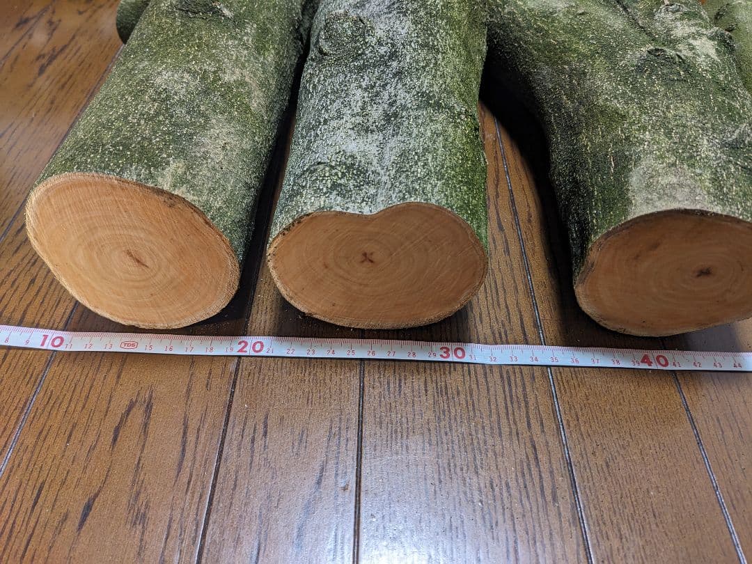 オリーブ　剪定枝　太枝　太木挿し　盆栽　5本