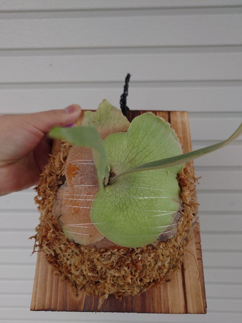 ビカクシダウィリンキーSpore子株