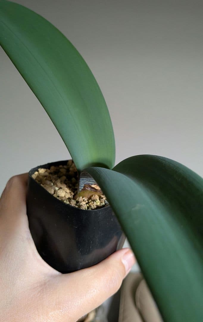 ハエマンサス　コッキネウス　実生株