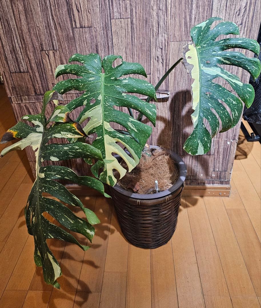 モンステラ斑入り。 デリシオーサ。 【イエローモンスター】