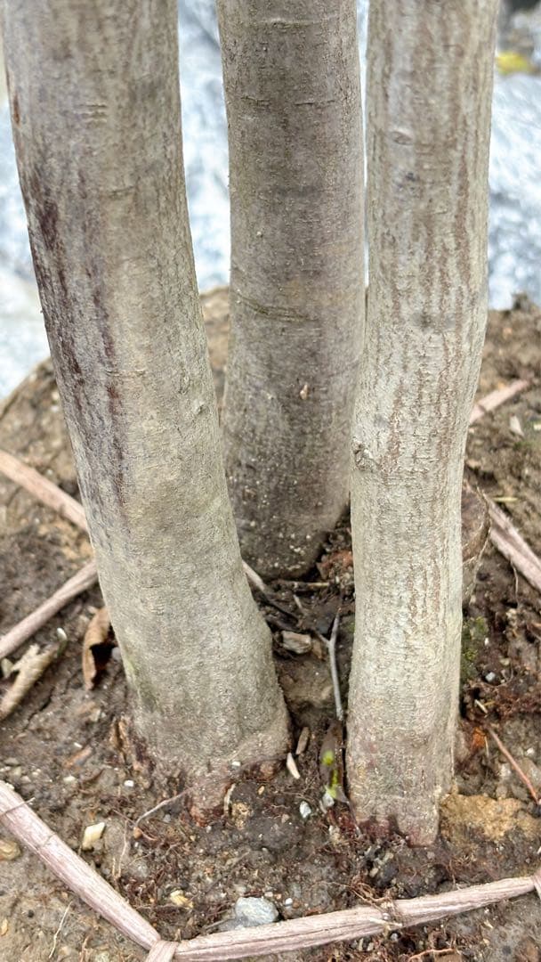 逸品。アカメソロ株立ち3.2M(鉢底から)