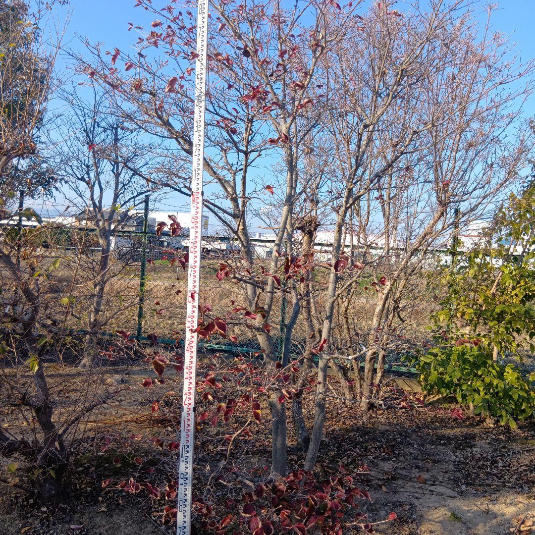 ヤマボウシ（高さ3.0メイトル）