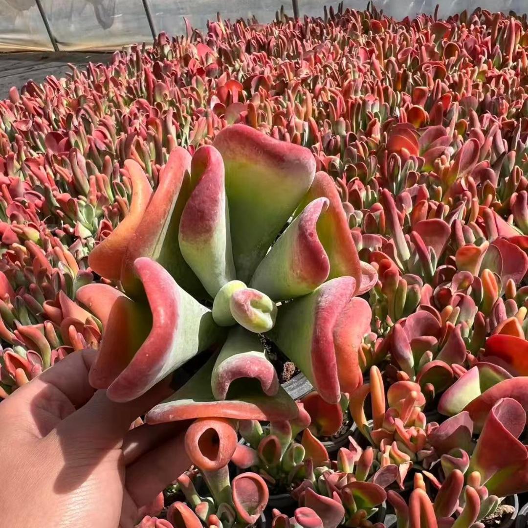 Top【選抜株】多肉植物　21063ピンクエレファント35個　鉢無し/脱土