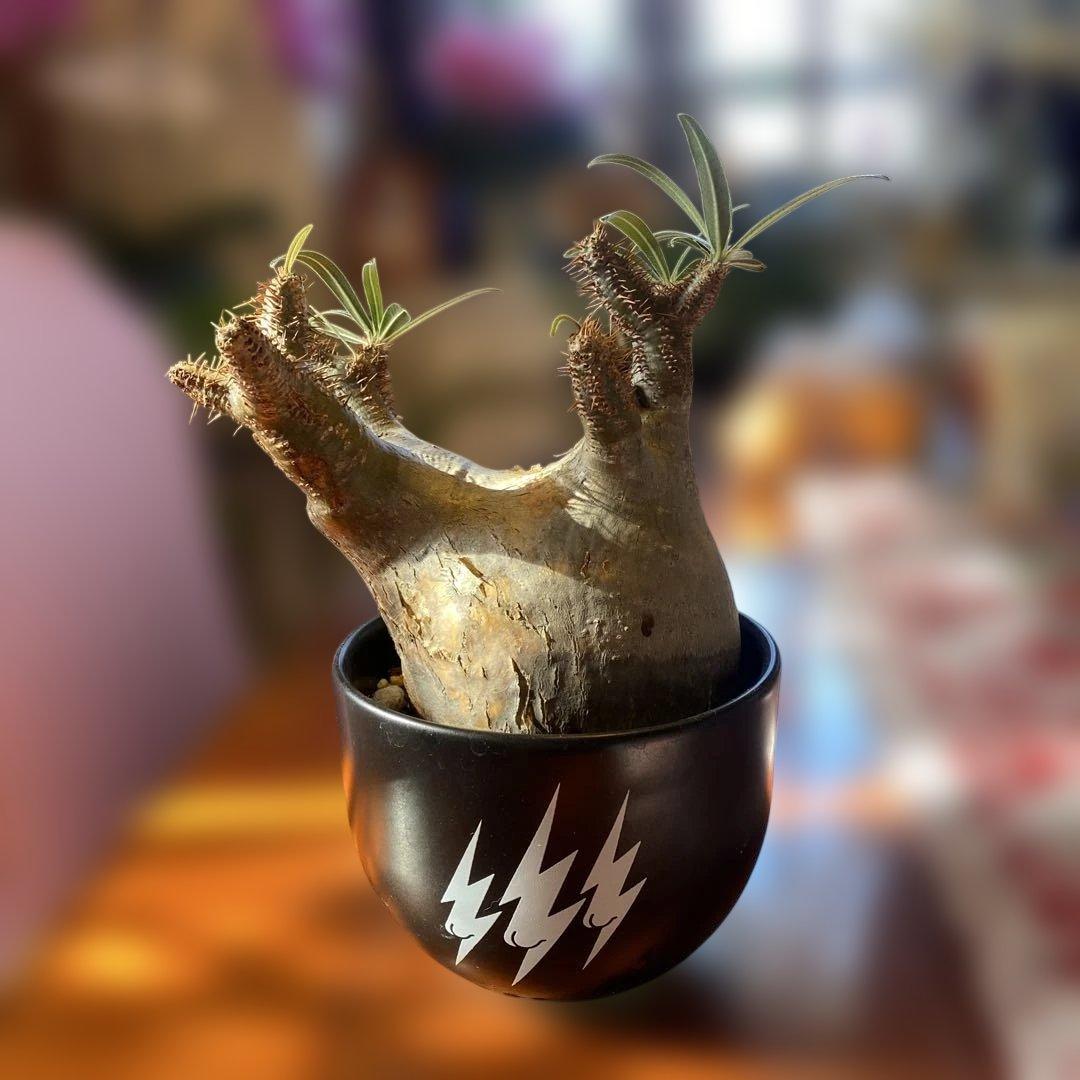 グラキリス 現地球