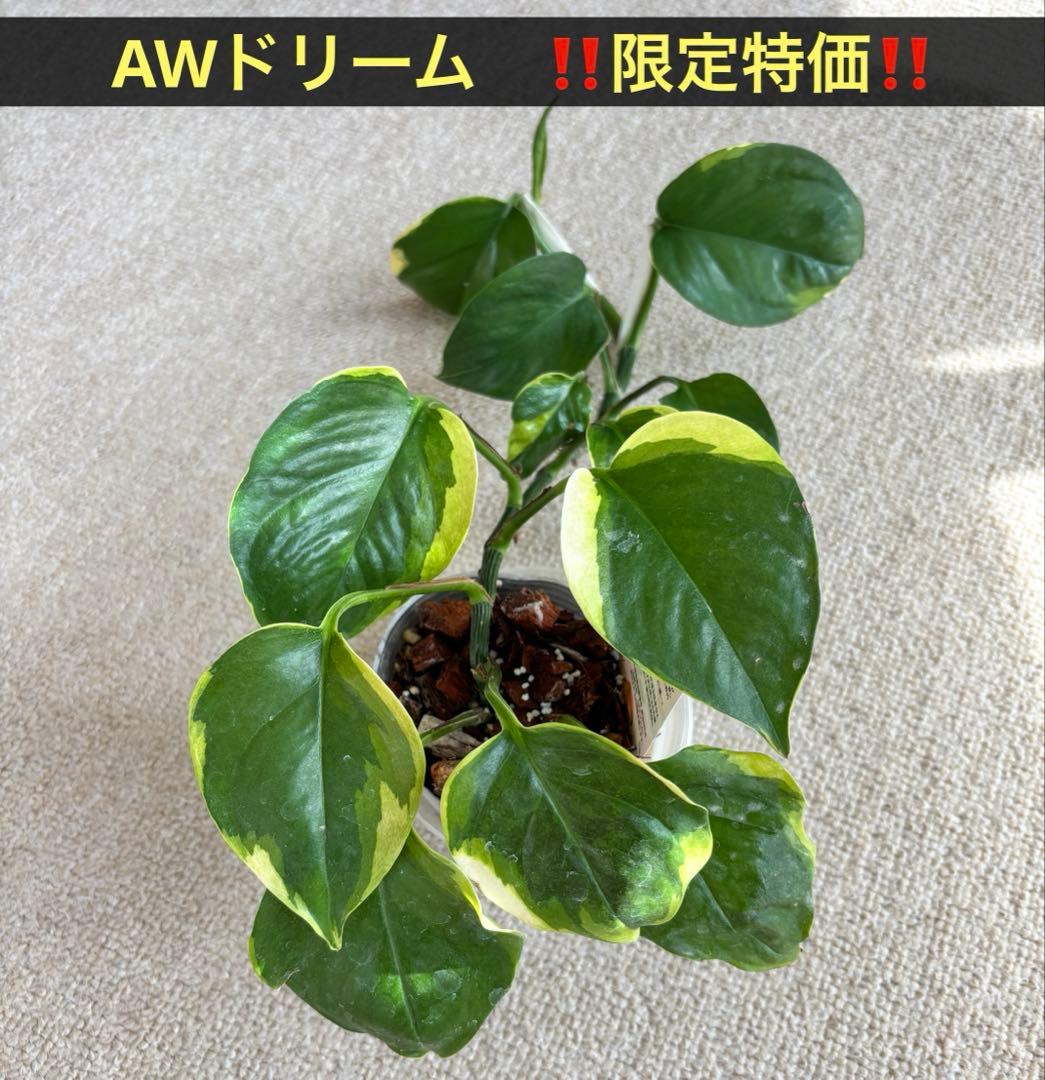 ポトス AWドリーム　激レア　希少　新品種　‼️新年期間限定特価‼️