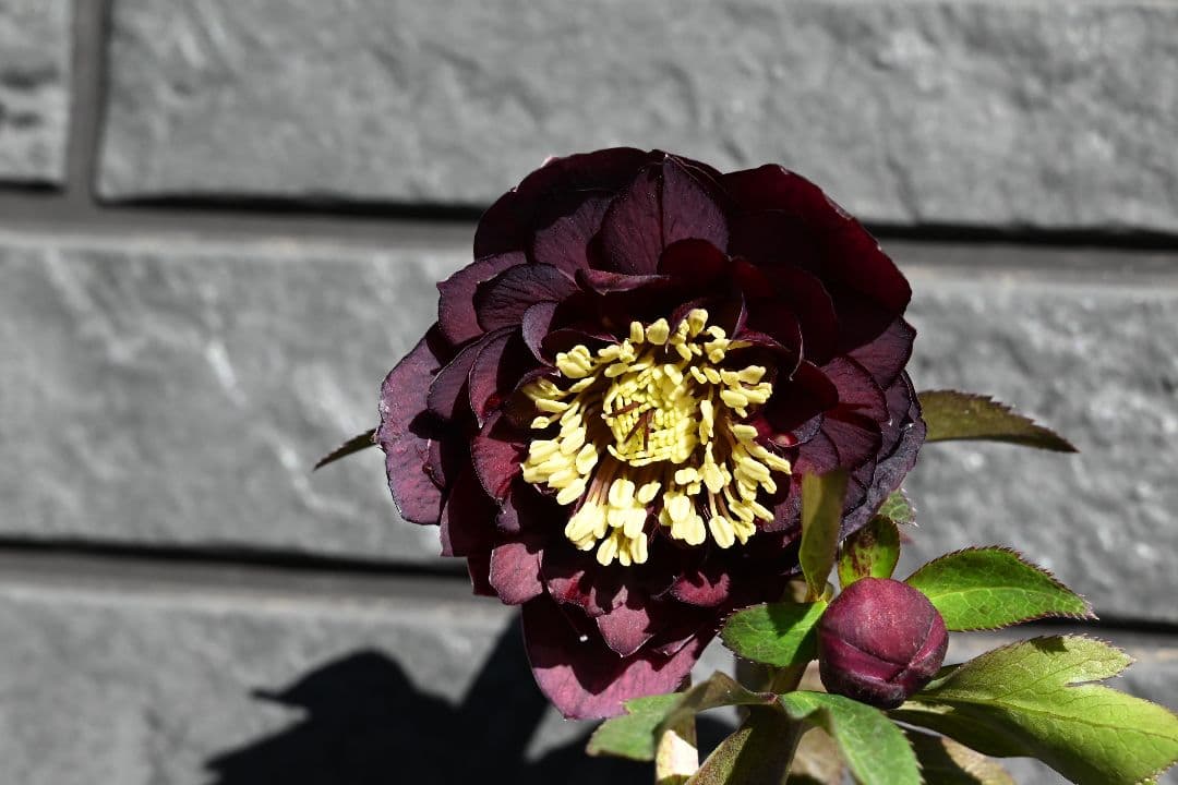 クリスマスローズ　認定ダークローズ　多弁咲き　加藤農園