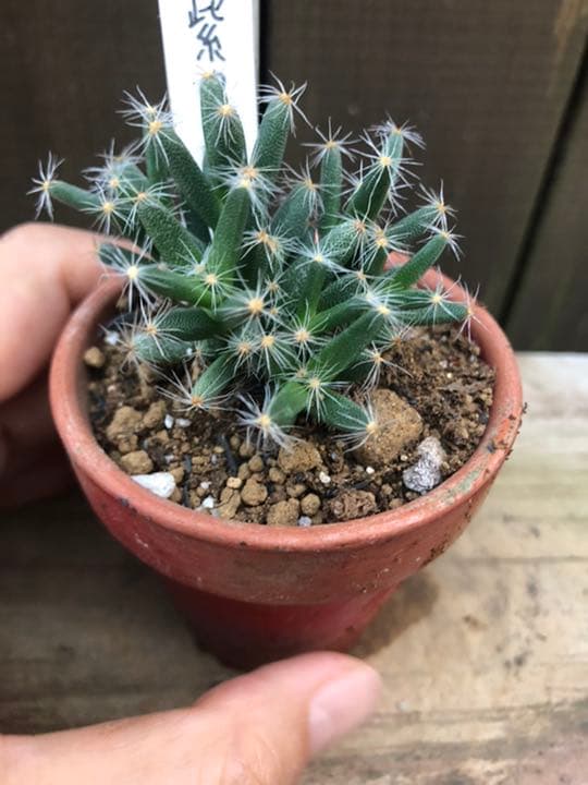 多肉植物 紫晃星♡抜き苗(^○^)