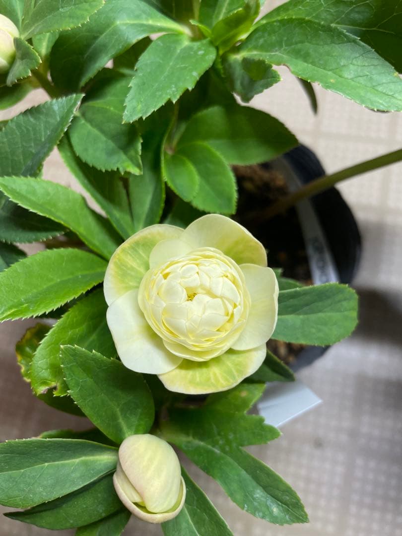 加藤農園 アフロディーテゴールド クリスマスローズ