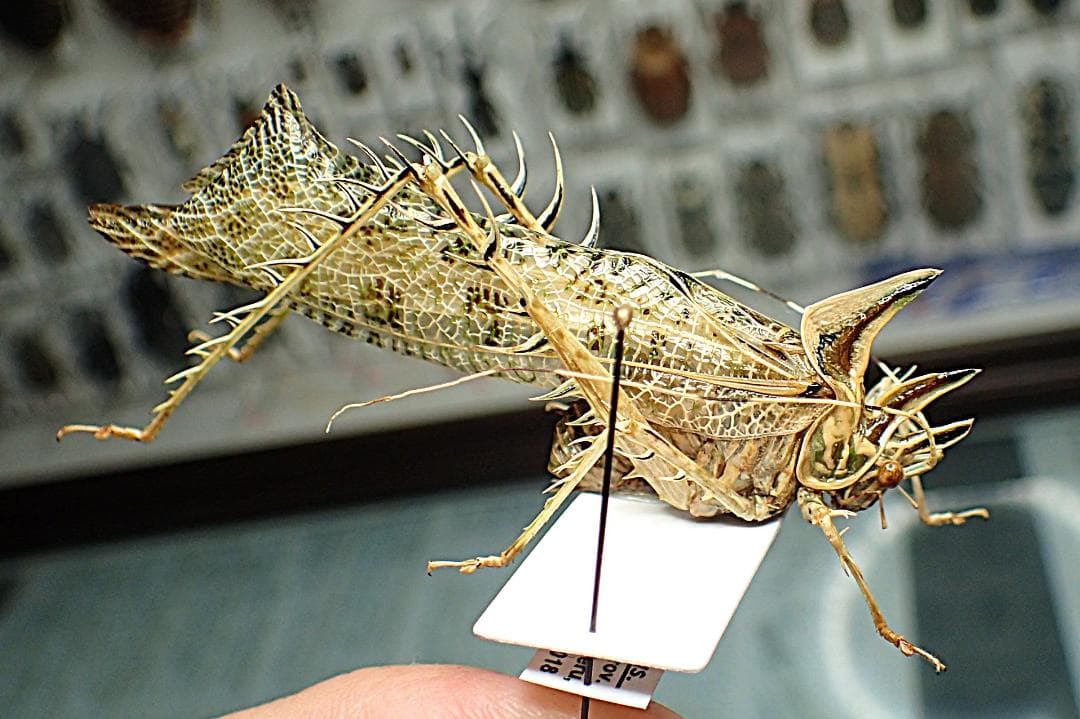 超絶素晴らし個体！南米のサスオガセギス！