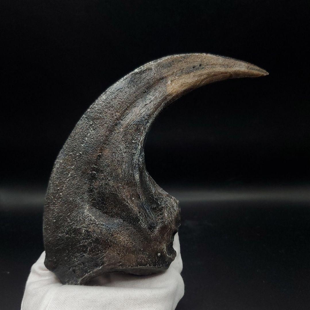 アロサウルス 爪 化石 レプリカ 約175,06mm  arr13