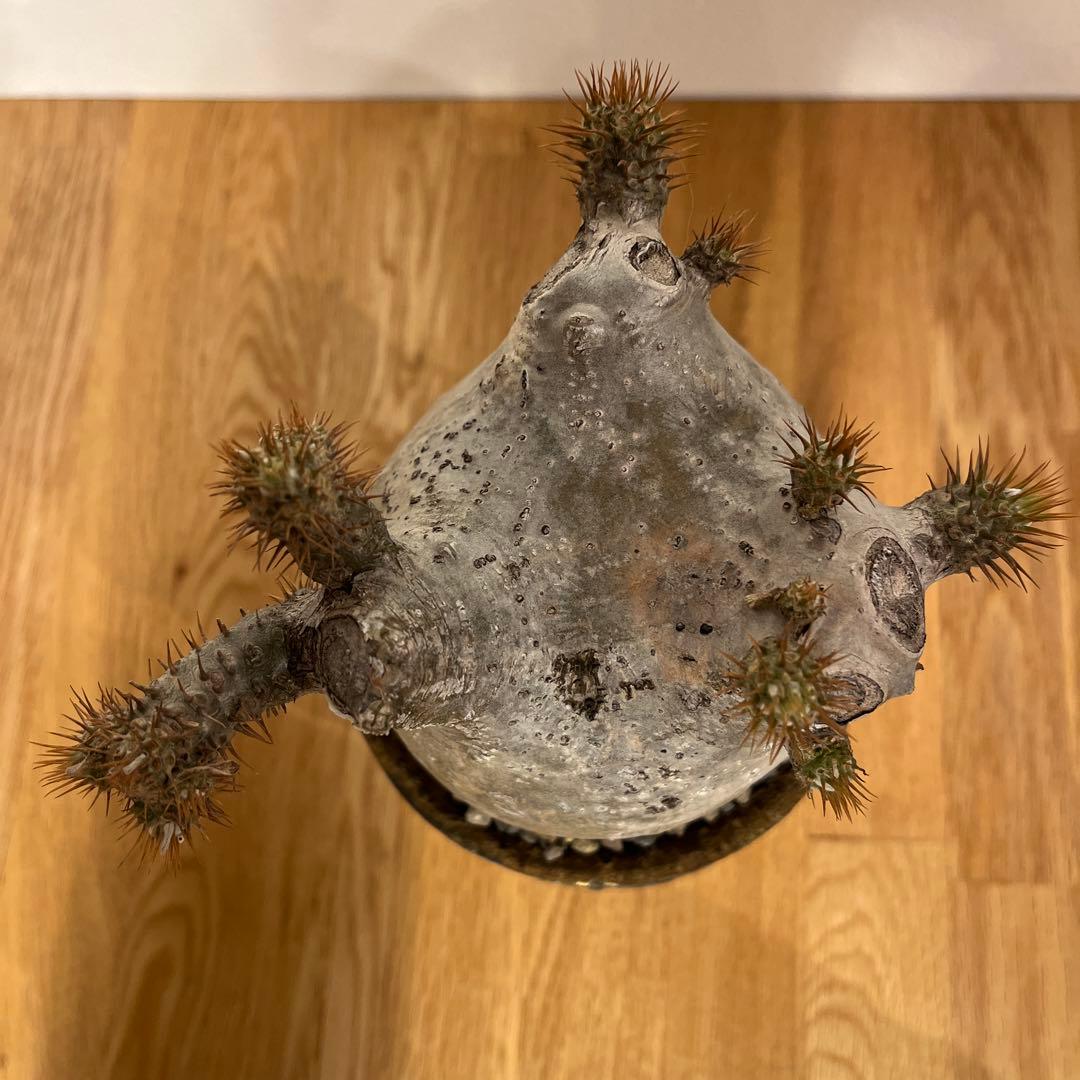 パキポディウム　グラキリス　コレクション株