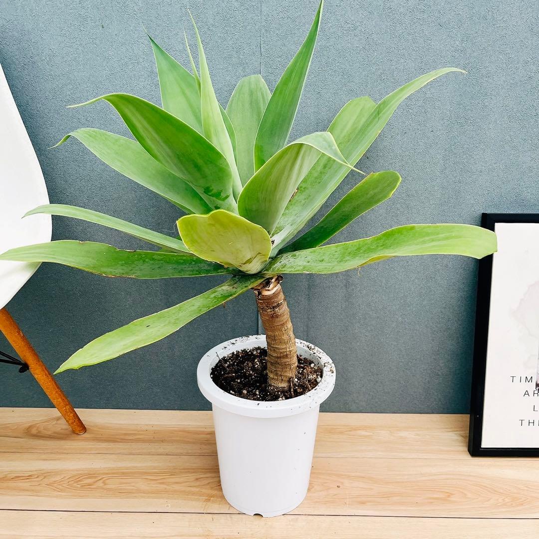 ［現品］9番　アガベ　アテナータ　8号　観葉植物　大型　綺麗　屋外　多肉植物