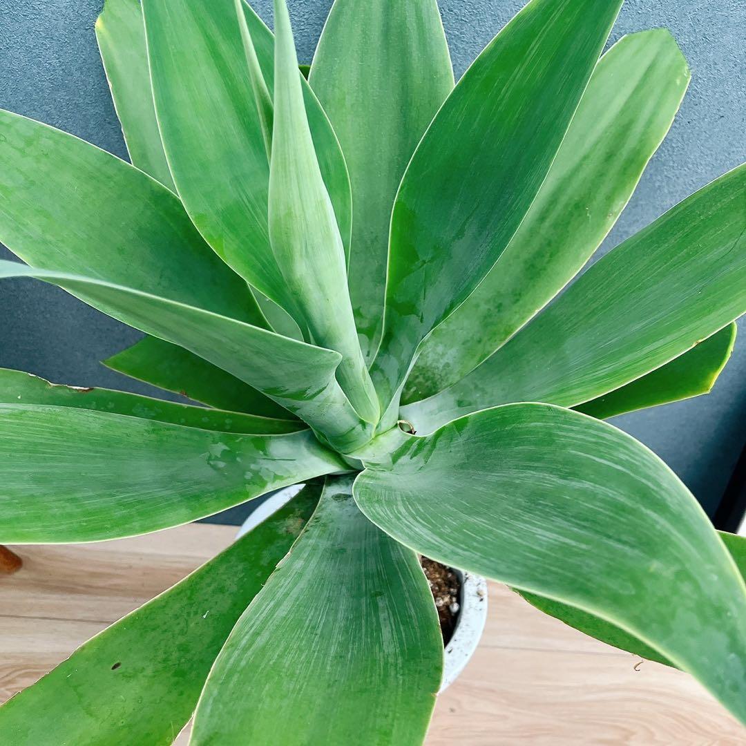 ［現品］9番　アガベ　アテナータ　8号　観葉植物　大型　綺麗　屋外　多肉植物