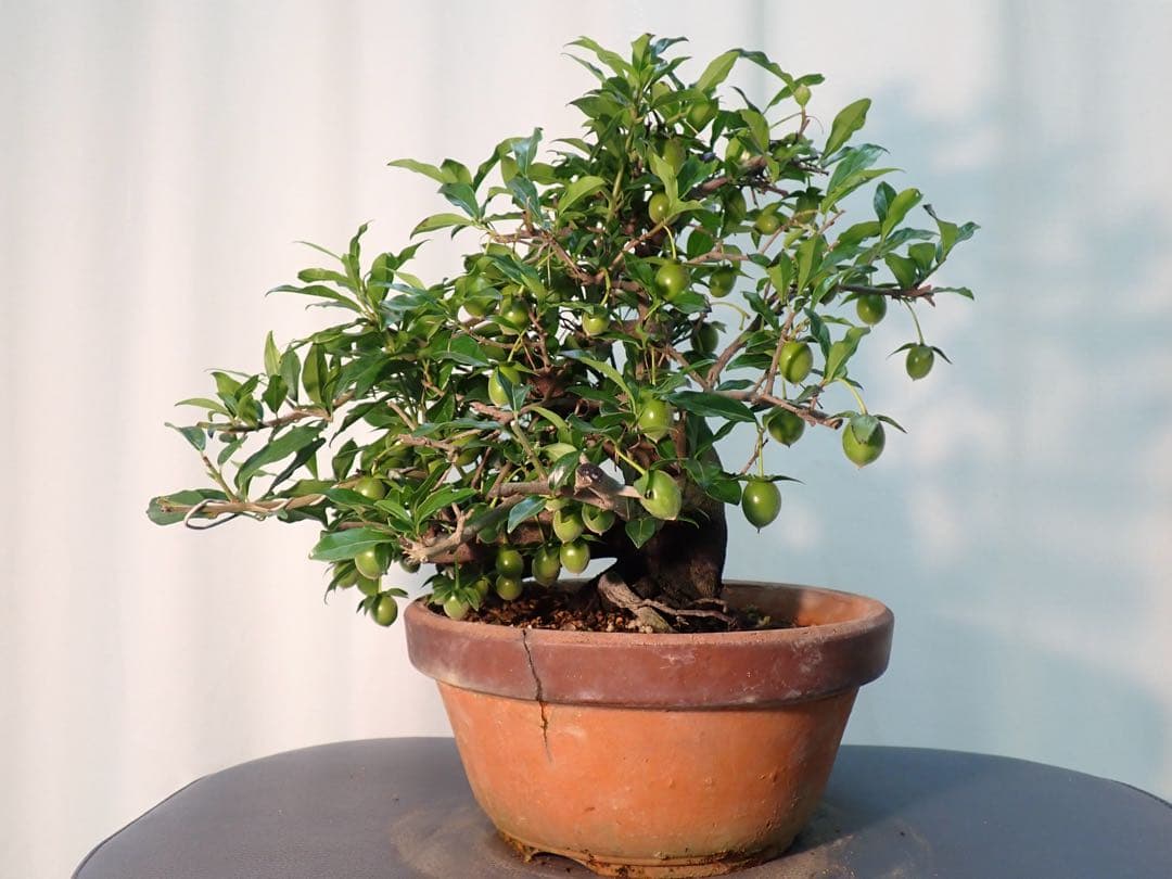 老爺柿　常盤柿