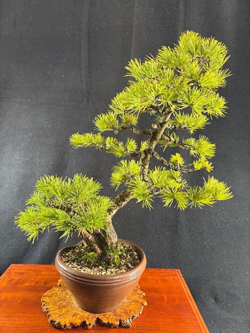 中品盆栽、赤石五葉松、双幹作り 目立った傷や汚れなし