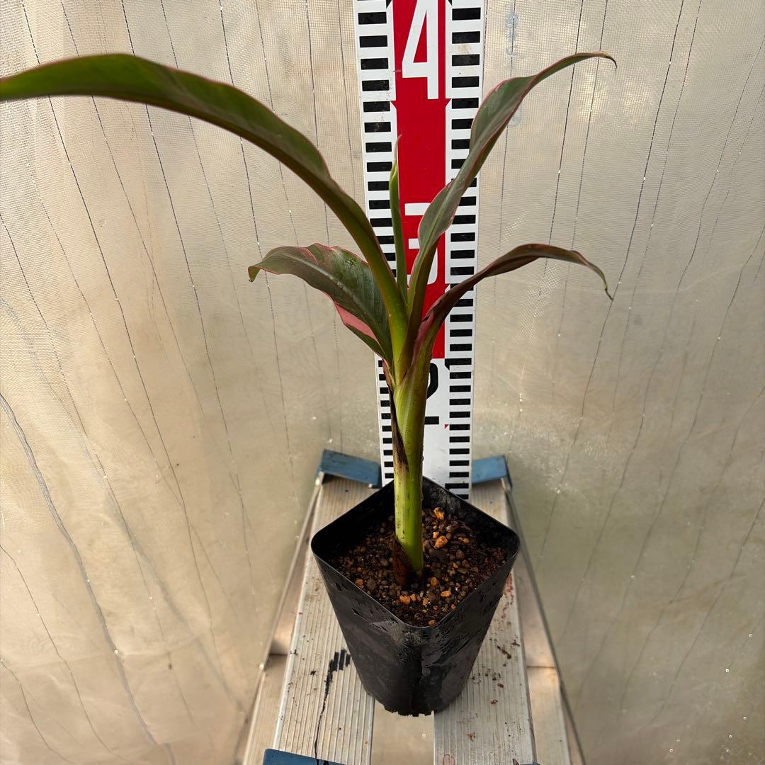 ムサノノバナナ苗 Musa Nono Pink 斑入り