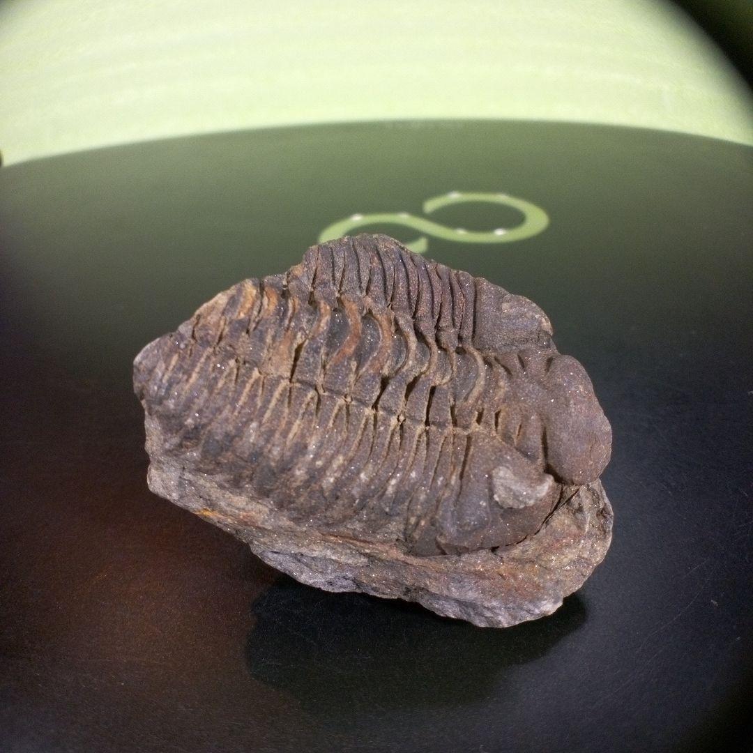 三葉虫　化石　ボリビア産　南アメリカ　trilobite　南米産fossil⑧