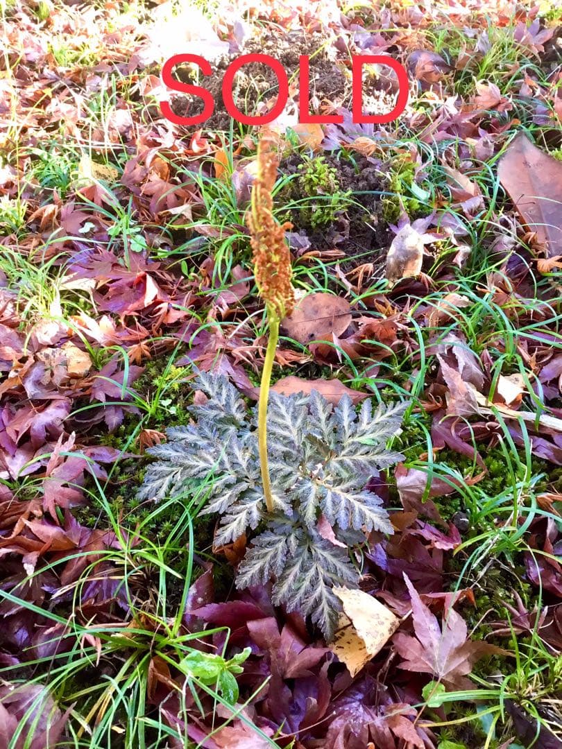 【希少種】里山自生/野生【寒蕨/カンワラビ/冬の華蕨/ハナワラビ】土付きで2株