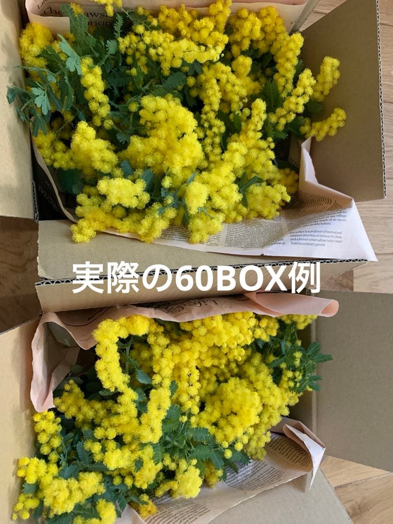 ミモザとユーカリ(2026年2月末-3月発送予定)