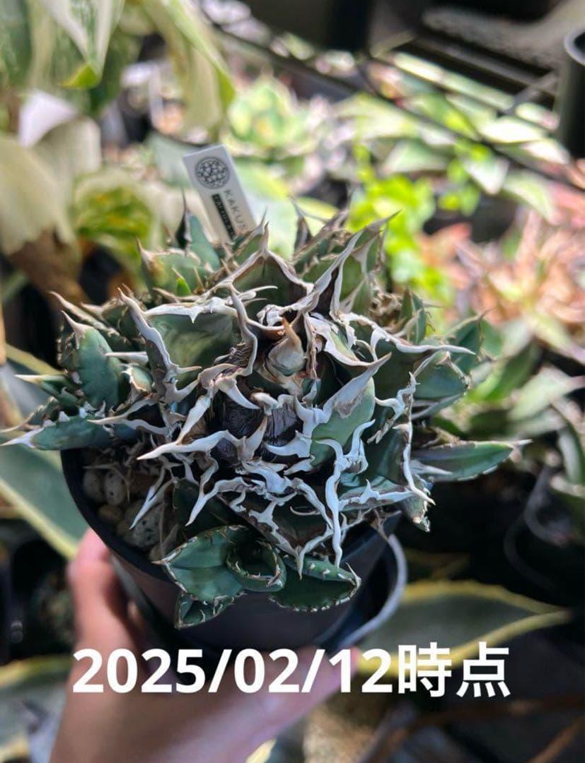 アガベ チタノタ ノーネーム 子株