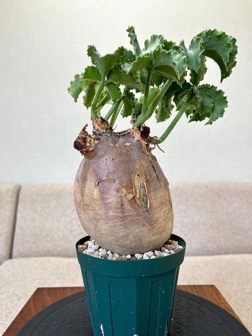 キフォステンマ マクロプス 卵形