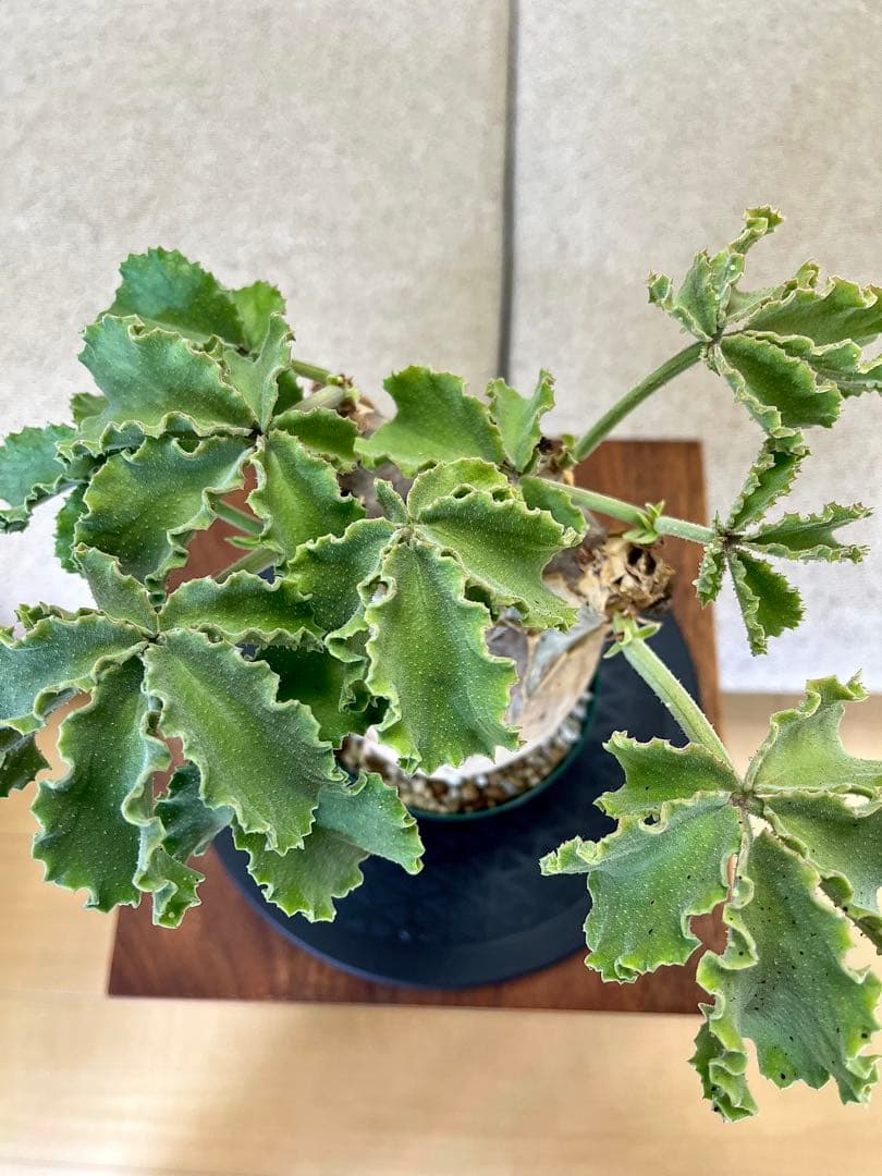 キフォステンマ マクロプス 卵形