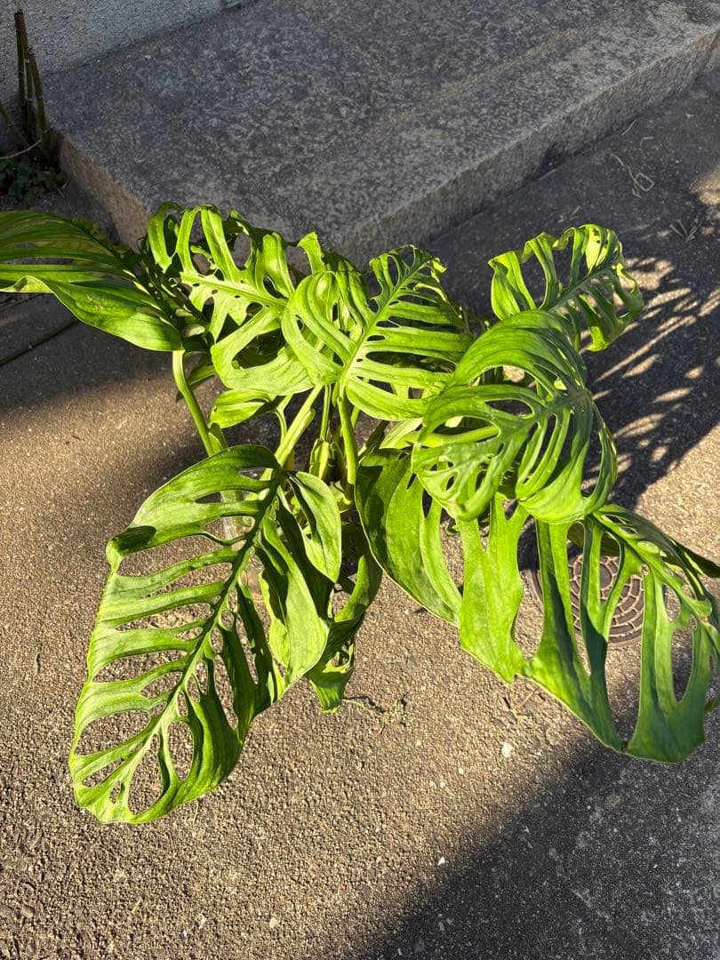 モンステラ エスケレート