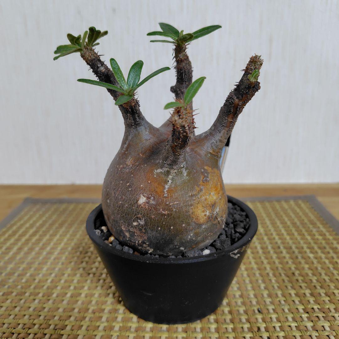 E*a様 パキポディウム グラキリス 中 現地球 コーデックス