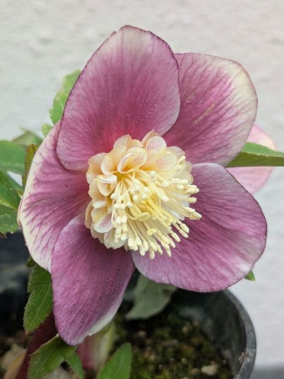 広瀬園芸 クリスマスローズ 【ソレイユ系 リバーシブルsd】 セミダブル