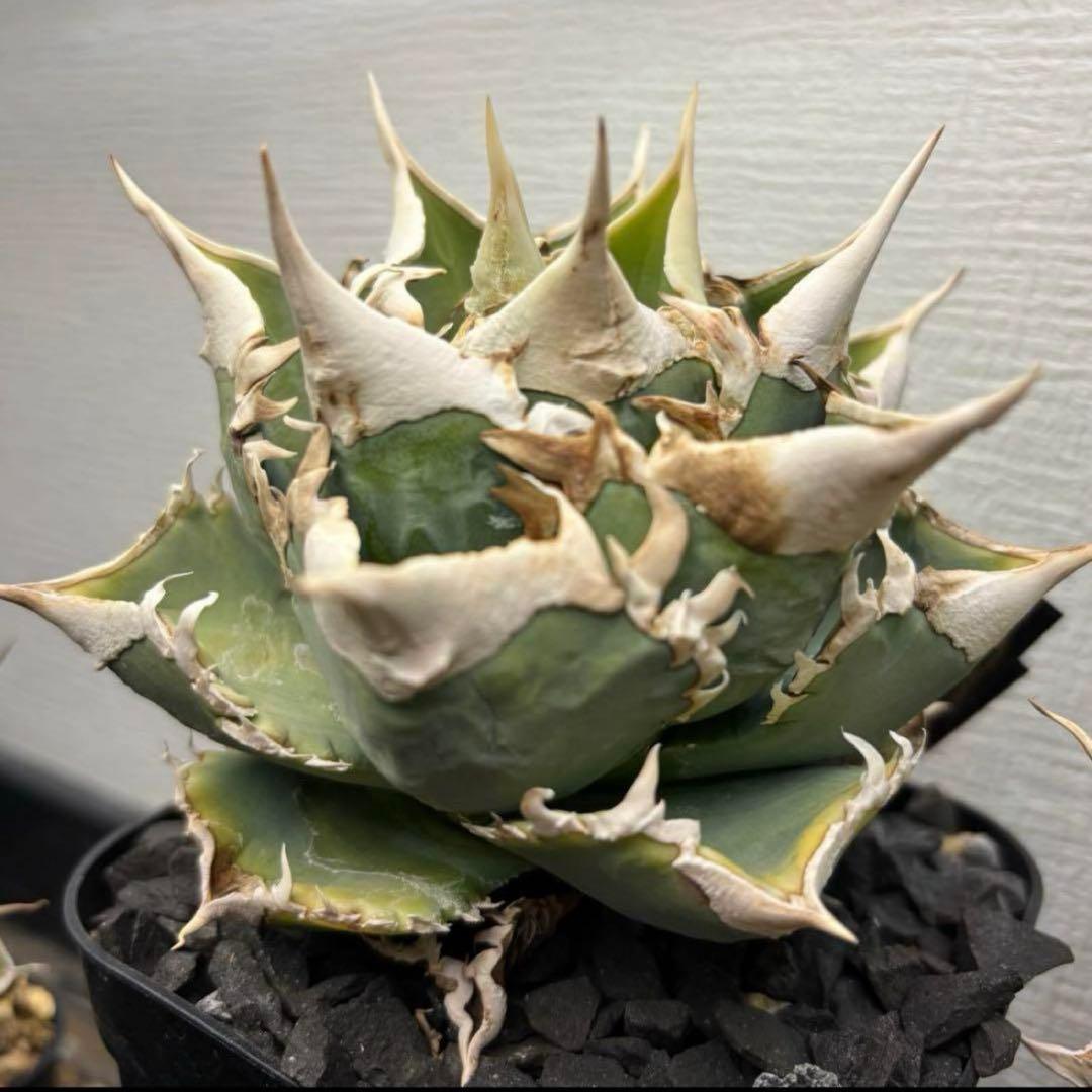 アガベ　大白鯊　ホホジロザメ　子株　Lize血統