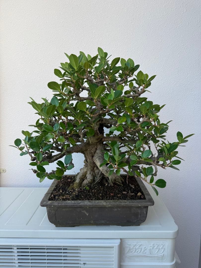ユ*ナ様 沖縄産　ガジュマル　盆栽　②